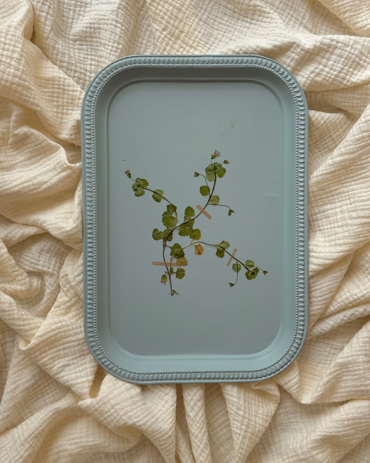 Pressed Floral no. 02